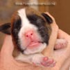 Tanyati A Litter