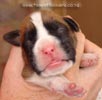 Tanyati A Litter