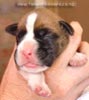 Tanyati A Litter