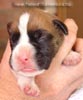 Tanyati A Litter