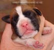Tanyati A Litter