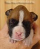 Tanyati A Litter