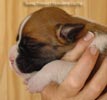 Tanyati A Litter