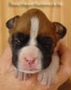 Tanyati A Litter