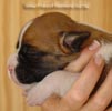 Tanyati A Litter