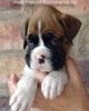 Tanyati A Litter
