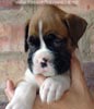 Tanyati A Litter