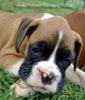 Tanyati A Litter