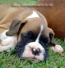 Tanyati A Litter
