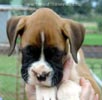 Tanyati A Litter