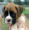 Tanyati A Litter