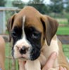 Tanyati A Litter