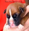 Tanyati A Litter