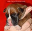 Tanyati A Litter