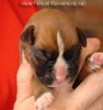 Tanyati A Litter