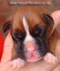 Tanyati A Litter