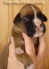 Tanyati A Litter