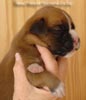 Tanyati A Litter