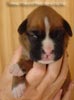 Tanyati A Litter
