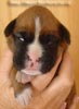 Tanyati A Litter