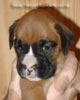 Tanyati A Litter