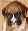 Tanyati A Litter