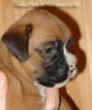 Tanyati A Litter