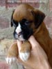 Tanyati A Litter