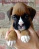 Tanyati A Litter