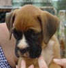 Tanyati A Litter