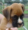 Tanyati A Litter