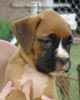 Tanyati A Litter