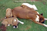 Tanyati A Litter