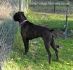 W Litter Plain Brindle Girl