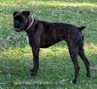 W Litter Plain Brindle Girl