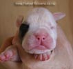 Tanyati B Litter