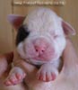 Tanyati B Litter