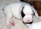 Tanyati B Litter