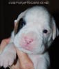 Tanyati B Litter