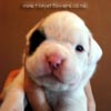 Tanyati B Litter