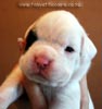Tanyati B Litter