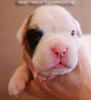 Tanyati B Litter