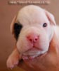 Tanyati B Litter