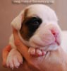 Tanyati B Litter