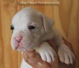 Tanyati B Litter