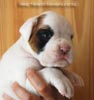 Tanyati B Litter