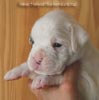 Tanyati B Litter