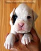 Tanyati B Litter