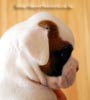 Tanyati B Litter