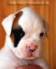 Tanyati B Litter